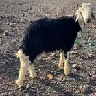 طلي فحل على الشرط نجدي