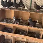 حمام قطايف