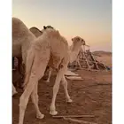 حوار العمر 6شهىر