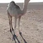 الجله