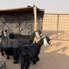 معزاء متابيع