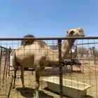 ضروبة حمراء طيبة ومنتجة وسليمة