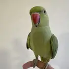 ( ببغاء درة ) و زوج كروان الوان جميلة