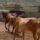 حسلان