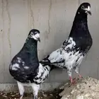 تيدي