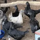 دجاج كويتي للبيع