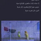 كناري