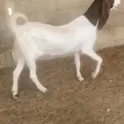 معزاء مشاريك مطورة دفيع شرط فحل مشروك