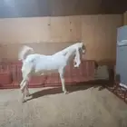 تيس مطور عمره 5شهور