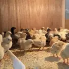 صوص بلدي وفيومي للبيع ريالين جمله