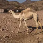 قعود ابوه ولد الطليلي العاصفه وامه مهجنه