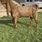 فحل تيس هولندي مطور منتج خصم