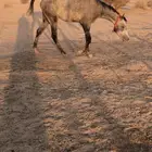 للبيع حصان شعبي طبع مع البل رقم واحد (( اقبل البدل ))