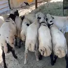 خرفان