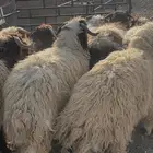 نعيم جذع جبر الاعمار8 شهور وفوق مغلقه