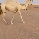 للبيع بكر خفوت السن ثنيه