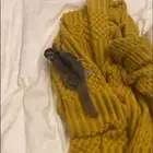 سنجاب ذكر للبيع