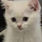 قط سكوتش فولد للبيع