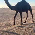 بكره توها دخله لقيه طيبه