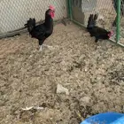 ديوك ثنين سود