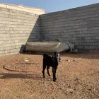 جفار عارضيات