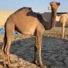 بكره قصب طيبه