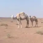 خلفه للبيع