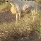 فحل نعيمي تام