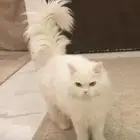 قط شيرازي للبيع