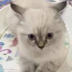 قطط هملايا صغير