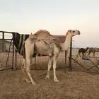 قعود لقي