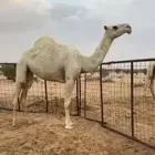 بكره كفووو لقيه رمانيه طفاح ونتلاله ووسر