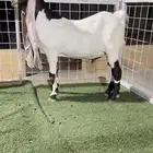 فحل تيس جفر هولندي مطور