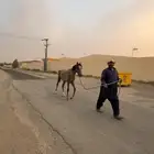 مهر عربي شعبي -