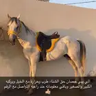 حصان شعبي حار مع الخيال وهادي مع المبتدي