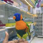 ببغاء لوري رد كولار