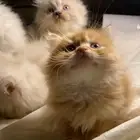 قطط شيرازي للبيع