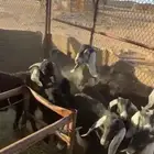 تيوس 14 للبيع