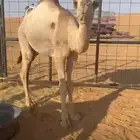 البيع قعدان قصب