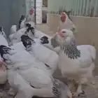 اطقم دجاج براهما منتج وبشاير