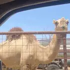 للبيع الناقه الحمراء