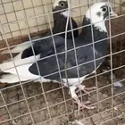 للبيع قطايف العدد 5 حبات علا اسوم الموقع الدوادمي
