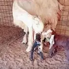 عنز معها 3
