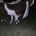 جفار هولندية مطوره خصم