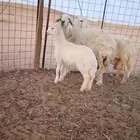 خاروف حري سمين بلحيل عمره حول ثلاث شهور