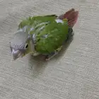 فرخين كنيور