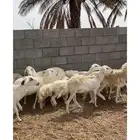 العدد 9 ضان حريات ثنتين تحتها رخال ذبايح والباقي دفيع