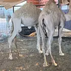 غرب ضريه