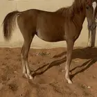 ماشاءالله تبارك الله مهر اوراق واهو سلالة مروان الشقب