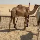 حاشي قعود مفرود